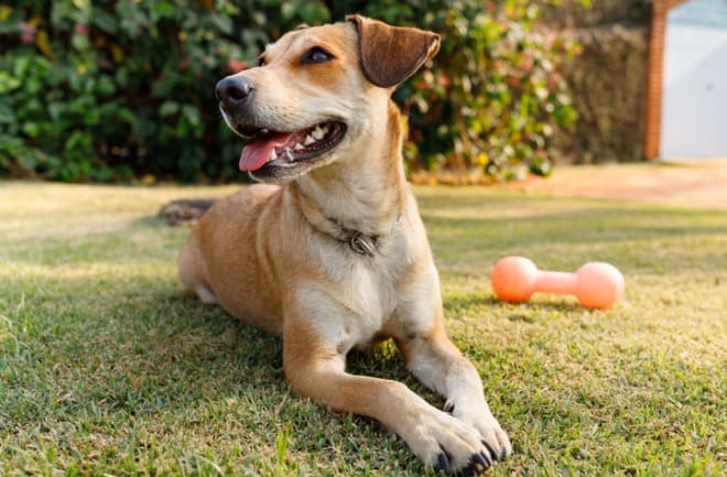 Cuidados Essenciais Para O Seu Cachorro Caramelo Pet Care Hospital